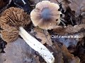 Cortinarius elatior-amf637